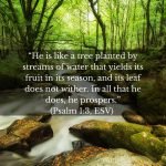 “He is like a tree planted by streams of water that yields its fruit in its season, and its leaf does not wither. In all that he does, he prospers.” (Psalm 1:3, ESV)