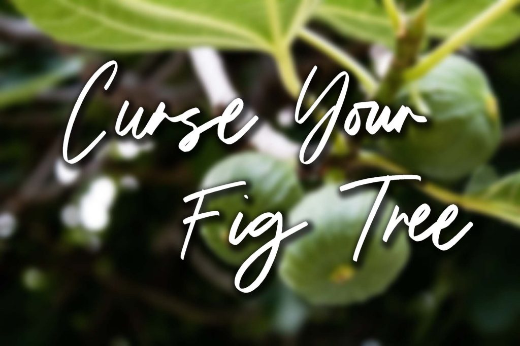Figs hanging on a Fig Tree